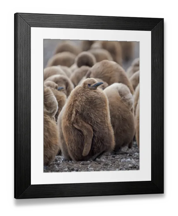 Framed Print : King penguin chicks in colony in the Falkland Islands in the South Atlantic. South America, Volunteer Point Framed Print : King penguin chicks in colony in the Falkland Islands in the South Atlantic. South America, Volunteer Point