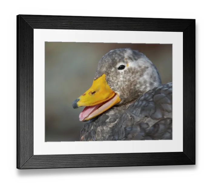 Framed Print : Falkland steamer duck, an endemic duck living on the coasts of the Falkland Islands. Male shows an orange bill, female a greenish bill, Bleaker Island Framed Print : Falkland steamer duck, an endemic duck living on the coasts of the Falkland Islands. Male shows an orange bill, female a greenish bill, Bleaker Island