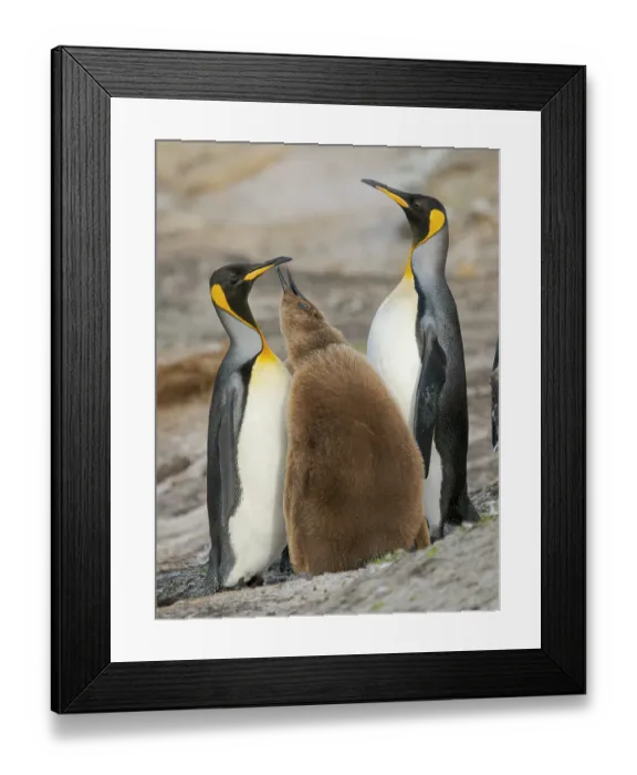 Framed Print : King penguin feeding of a chick in the Falkland Islands in the South Atlantic, Saunders Island Framed Print : King penguin feeding of a chick in the Falkland Islands in the South Atlantic, Saunders Island