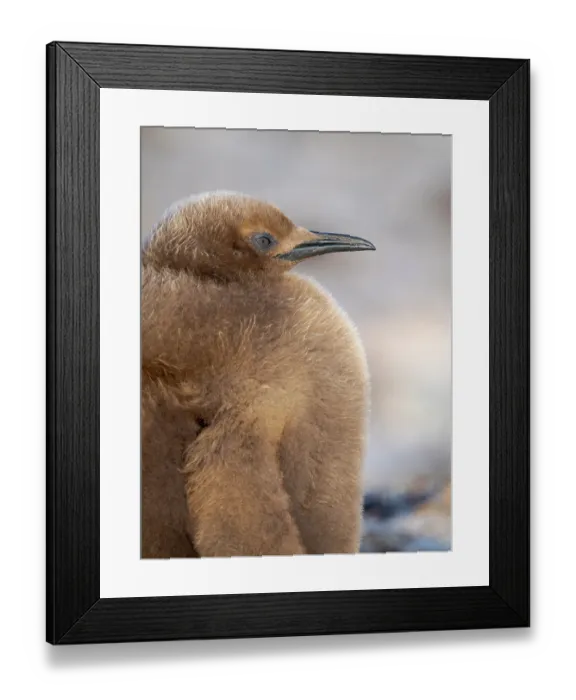 Framed Print : King penguin chick on beach in the Falkland Islands in the South Atlantic, Saunders Island Framed Print : King penguin chick on beach in the Falkland Islands in the South Atlantic, Saunders Island