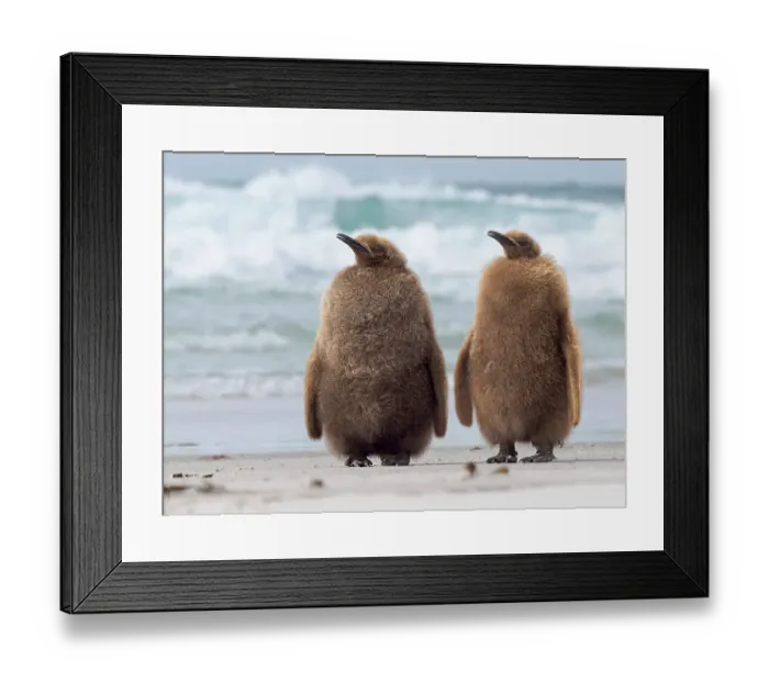 Framed Print : King penguin chick on beach in the Falkland Islands in the South Atlantic, Saunders Island