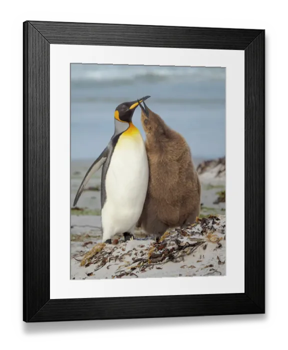 Framed Print : King penguin feeding of a chick in the Falkland Islands in the South Atlantic, Saunders Island Framed Print : King penguin feeding of a chick in the Falkland Islands in the South Atlantic, Saunders Island