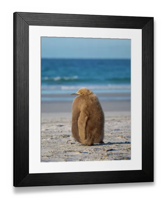 Framed Print : King penguin chick on beach in the Falkland Islands in the South Atlantic, Saunders Island