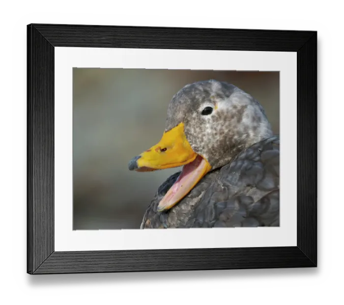 Framed Print : Falkland steamer duck, an endemic duck living on the coasts of the Falkland Islands. Male shows an orange bill, female a greenish bill, Bleaker Island Framed Print : Falkland steamer duck, an endemic duck living on the coasts of the Falkland Islands. Male shows an orange bill, female a greenish bill, Bleaker Island