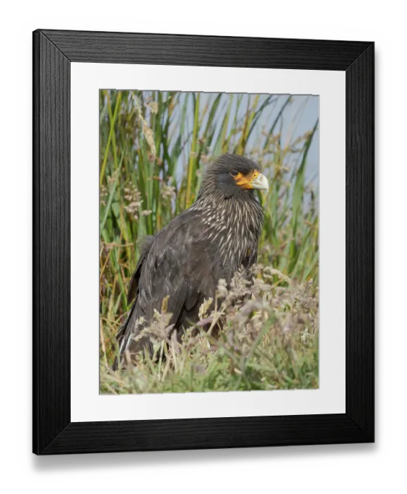 Framed Print : Striated caracara or Johnny Rook, rare bird of prey restricted to the Falkland Islands and southern Patagonia, Sea Lion Island Framed Print : Striated caracara or Johnny Rook, rare bird of prey restricted to the Falkland Islands and southern Patagonia, Sea Lion Island
