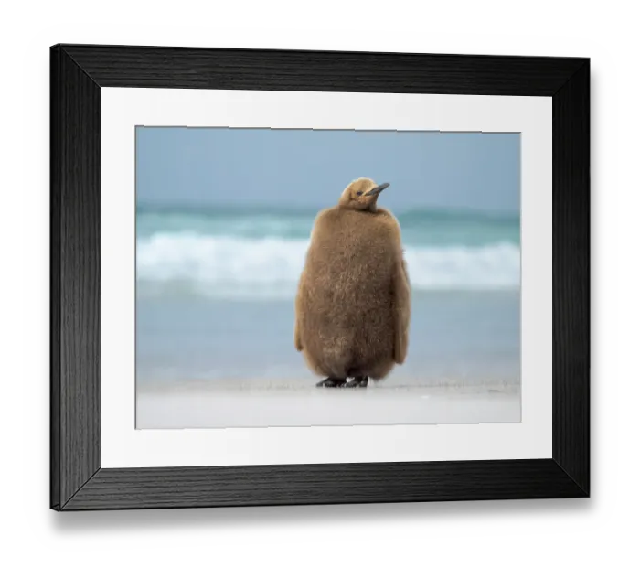 Framed Print : King penguin chick on beach in the Falkland Islands in the South Atlantic, Saunders Island Framed Print : King penguin chick on beach in the Falkland Islands in the South Atlantic, Saunders Island