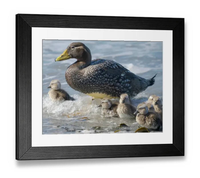 Framed Print : Falkland steamer duck chicks, an endemic duck living on the coasts of the Falkland Islands. Male shows an orange bill, female a greenish bill, Sea Lion Island Framed Print : Falkland steamer duck chicks, an endemic duck living on the coasts of the Falkland Islands. Male shows an orange bill, female a greenish bill, Sea Lion Island