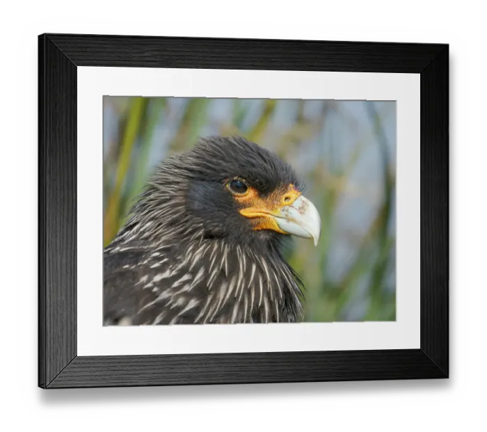 Framed Print : Striated caracara or Johnny Rook, rare bird of prey restricted to the Falkland Islands and southern Patagonia, Sea Lion Island Framed Print : Striated caracara or Johnny Rook, rare bird of prey restricted to the Falkland Islands and southern Patagonia, Sea Lion Island