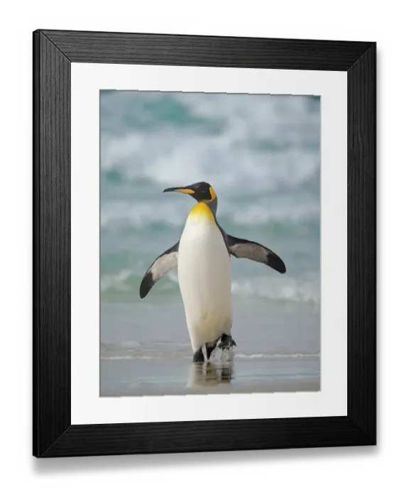 Framed Print : King penguin. South America, Falkland Islands, Saunders Island Framed Print : King penguin. South America, Falkland Islands, Saunders Island