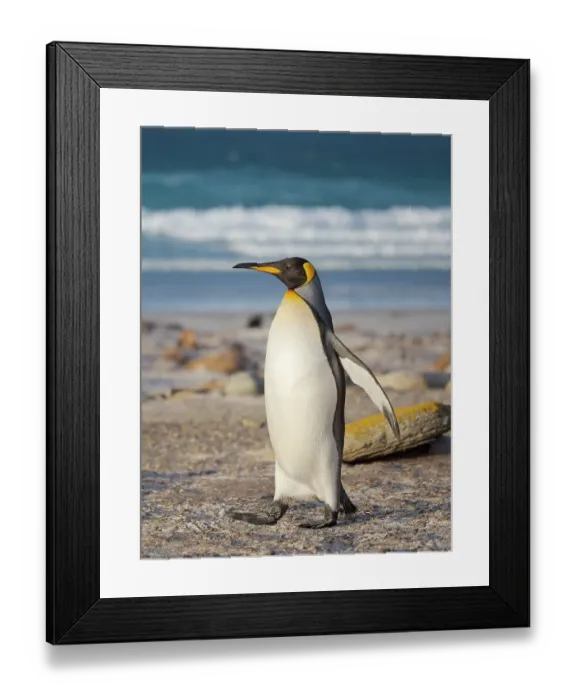 Framed Print : King penguin. South America, Falkland Islands, Saunders Island Framed Print : King penguin. South America, Falkland Islands, Saunders Island