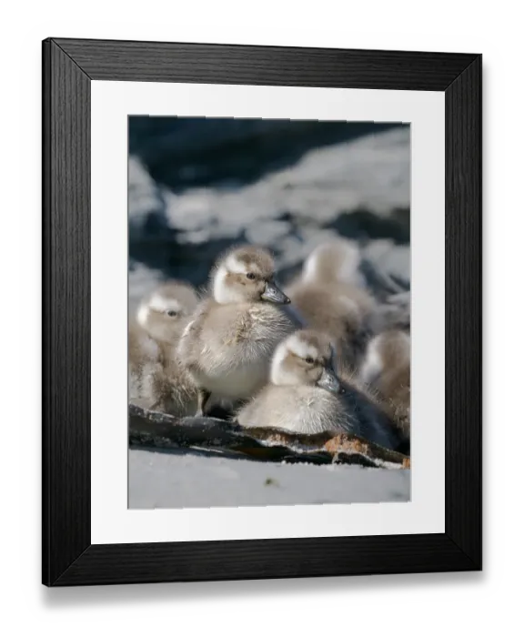 Framed Print : Falkland steamer duck chicks, an endemic duck living on the coasts of the Falkland Islands. Male shows an orange bill, female a greenish bill, Sea Lion Island Framed Print : Falkland steamer duck chicks, an endemic duck living on the coasts of the Falkland Islands. Male shows an orange bill, female a greenish bill, Sea Lion Island