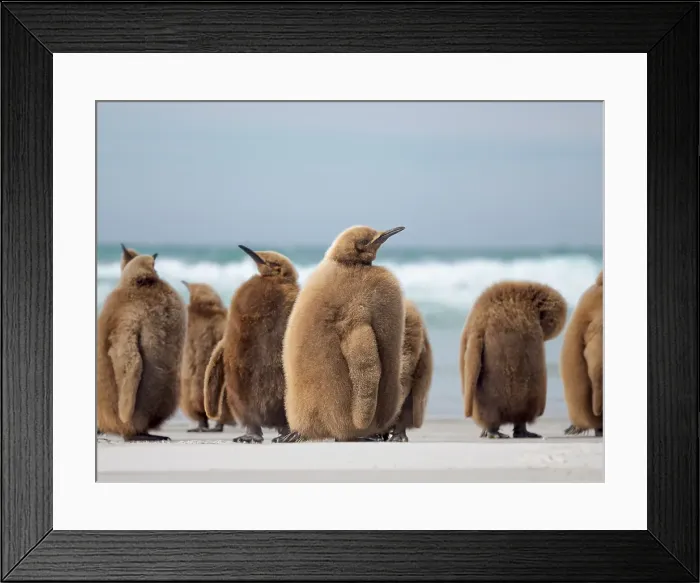 Framed Print : King penguin chick on beach in the Falkland Islands in the South Atlantic, Saunders Island
