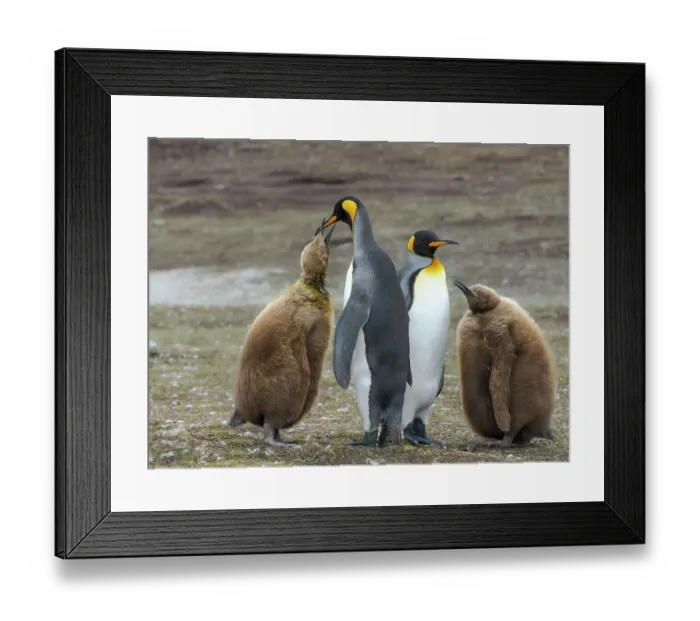 Framed Print : King penguin. South America, Falkland Islands, Volunteer Point Framed Print : King penguin. South America, Falkland Islands, Volunteer Point