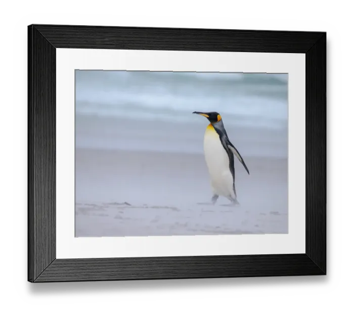 Framed Print : King penguin group on a beach. South America, Falkland Islands, Volunteer Point Framed Print : King penguin group on a beach. South America, Falkland Islands, Volunteer Point