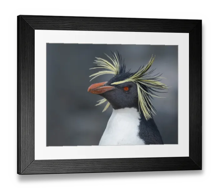 Framed Print : Moseley's penguin also called Northern Rockhopper penguin on Bleaker Island. Breeding on Tristan da Cunha and Gough Island. South America, Falkland Islands, summer