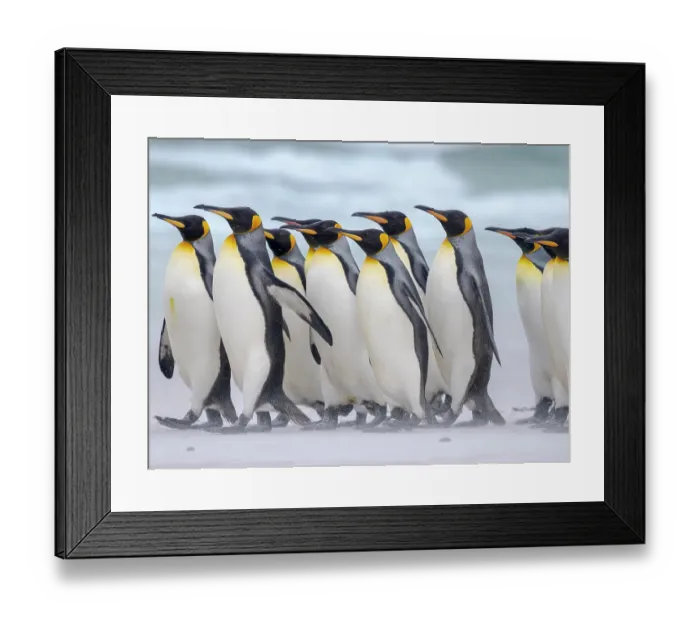 Framed Print : King penguin group on a beach. South America, Falkland Islands, Volunteer Point