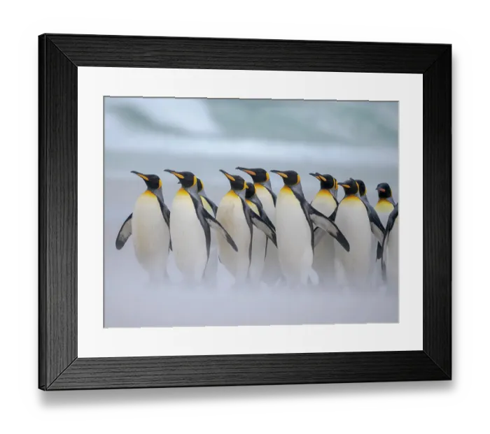 Framed Print : King penguin group on a beach. South America, Falkland Islands, Volunteer Point Framed Print : King penguin group on a beach. South America, Falkland Islands, Volunteer Point