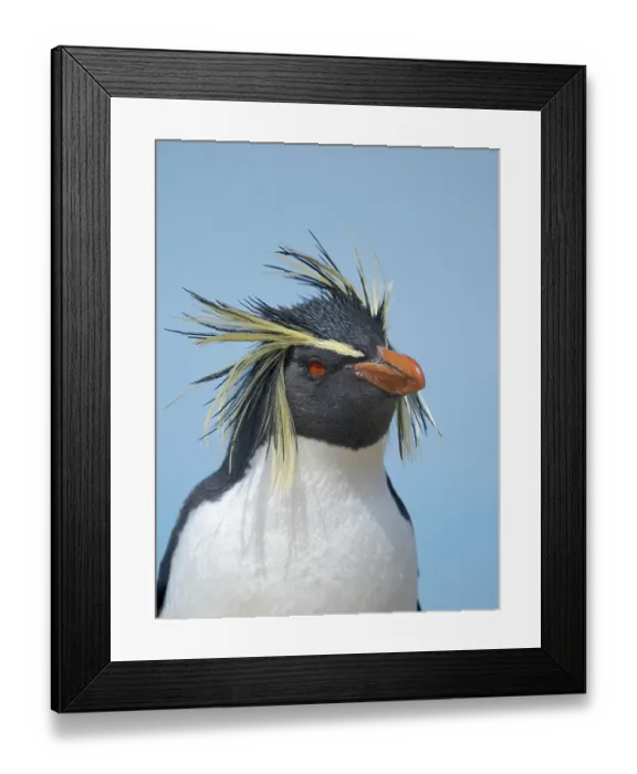 Framed Print : Moseley's penguin also called Northern Rockhopper penguin on Bleaker Island. Breeding on Tristan da Cunha and Gough Island. South America, Falkland Islands, summer Framed Print : Moseley's penguin also called Northern Rockhopper penguin on Bleaker Island. Breeding on Tristan da Cunha and Gough Island. South America, Falkland Islands, summer