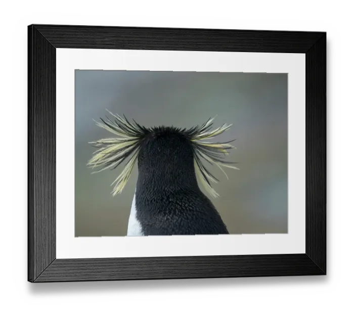 Framed Print : Moseley's penguin also called Northern Rockhopper penguin on Bleaker Island. Breeding on Tristan da Cunha and Gough Island. South America, Falkland Islands, summer Framed Print : Moseley's penguin also called Northern Rockhopper penguin on Bleaker Island. Breeding on Tristan da Cunha and Gough Island. South America, Falkland Islands, summer