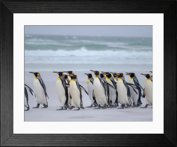 Framed Print : King penguin group on a beach. South America, Falkland Islands, Volunteer Point Framed Print : King penguin group on a beach. South America, Falkland Islands, Volunteer Point