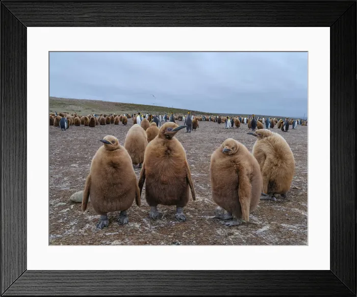 Framed Print : King penguin chicks in colony in the Falkland Islands in the South Atlantic. South America, Volunteer Point Framed Print : King penguin chicks in colony in the Falkland Islands in the South Atlantic. South America, Volunteer Point