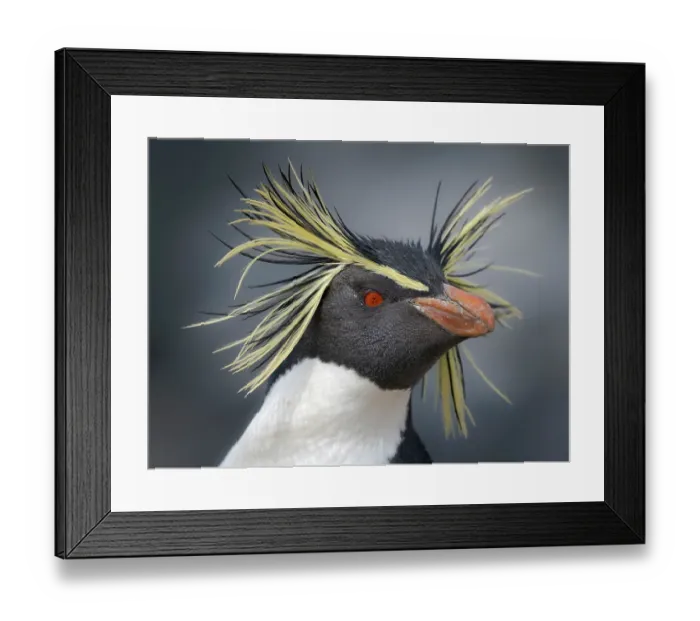Framed Print : Moseley's penguin also called Northern Rockhopper penguin on Bleaker Island. Breeding on Tristan da Cunha and Gough Island. South America, Falkland Islands, summer