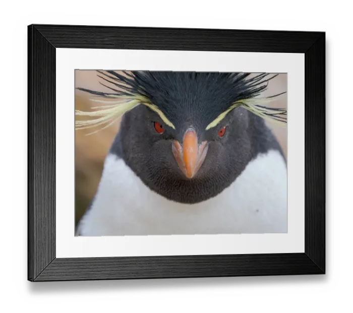 Framed Print : Rockhopper penguin during spring on Saunders Island, Falkland Islands Framed Print : Rockhopper penguin during spring on Saunders Island, Falkland Islands