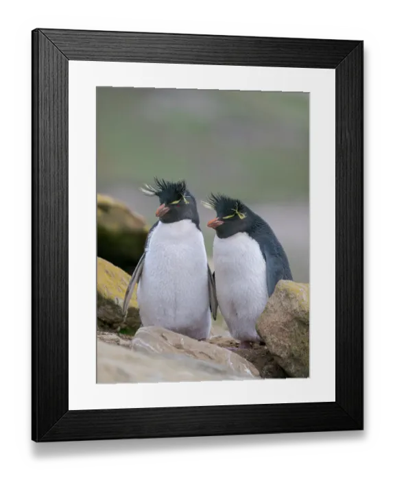 Framed Print : Rockhopper penguin during spring on Saunders Island, Falkland Islands Framed Print : Rockhopper penguin during spring on Saunders Island, Falkland Islands