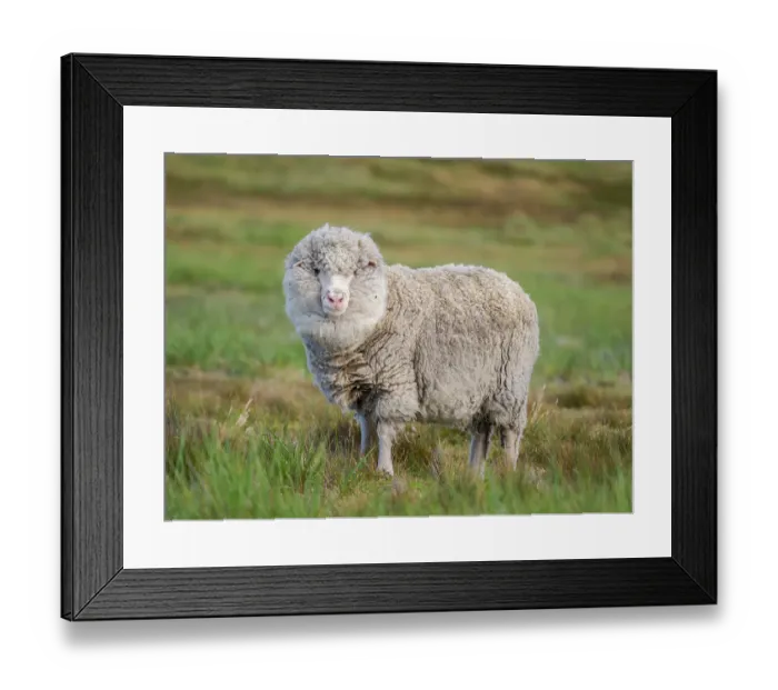 Framed Print : Merino sheep. Sheep farming is still of great economic importance to the Falkland Islands, Volunteer Point, summer