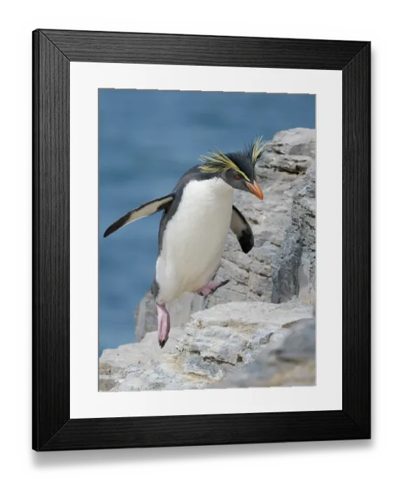 Framed Print : Moseley's penguin also called Northern Rockhopper penguin on Bleaker Island. Breeding on Tristan da Cunha and Gough Island. South America, Falkland Islands, summer Framed Print : Moseley's penguin also called Northern Rockhopper penguin on Bleaker Island. Breeding on Tristan da Cunha and Gough Island. South America, Falkland Islands, summer