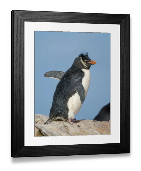 Framed Print : Rockhopper penguin during spring on Saunders Island, Falkland Islands Framed Print : Rockhopper penguin during spring on Saunders Island, Falkland Islands