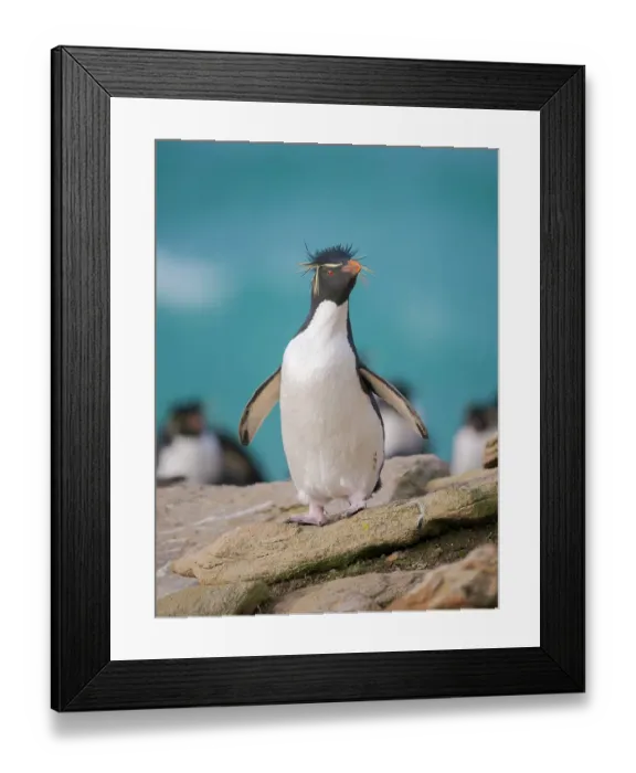 Framed Print : Rockhopper penguin during spring on Saunders Island, Falkland Islands Framed Print : Rockhopper penguin during spring on Saunders Island, Falkland Islands