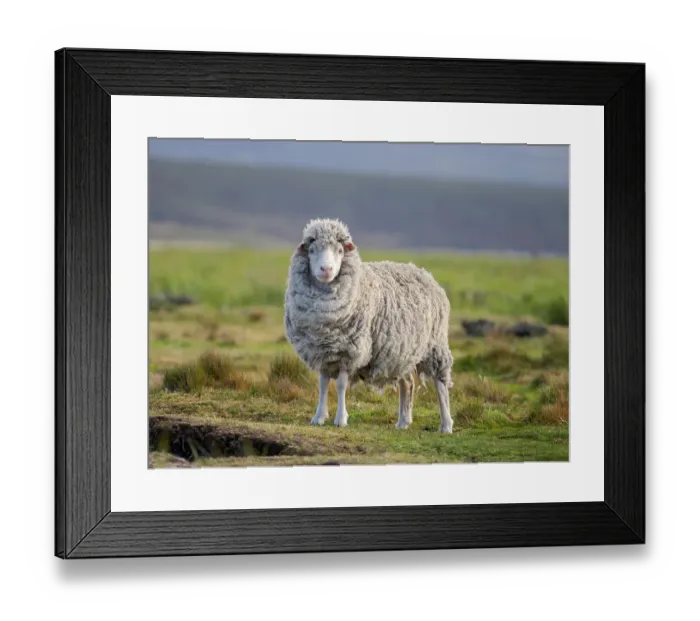 Framed Print : Merino sheep. Sheep farming is still of great economic importance to the Falkland Islands, Volunteer Point, summer Framed Print : Merino sheep. Sheep farming is still of great economic importance to the Falkland Islands, Volunteer Point, summer