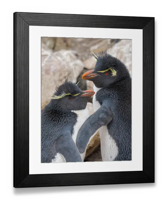 Framed Print : Rockhopper penguin during spring on Saunders Island, Falkland Islands
