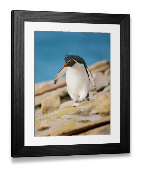 Framed Print : Rockhopper penguin during spring on Saunders Island, Falkland Islands