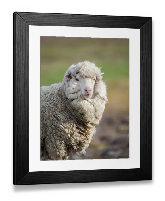 Framed Print : Merino sheep. Sheep farming is still of great economic importance to the Falkland Islands, Volunteer Point, summer Framed Print : Merino sheep. Sheep farming is still of great economic importance to the Falkland Islands, Volunteer Point, summer