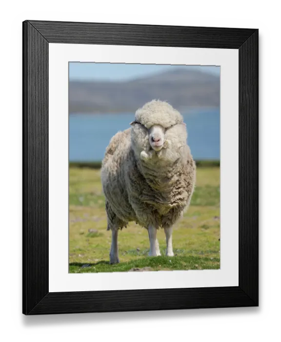 Framed Print : Merino sheep. Sheep farming is still of great economic importance to the Falkland Islands, Volunteer Point, summer Framed Print : Merino sheep. Sheep farming is still of great economic importance to the Falkland Islands, Volunteer Point, summer
