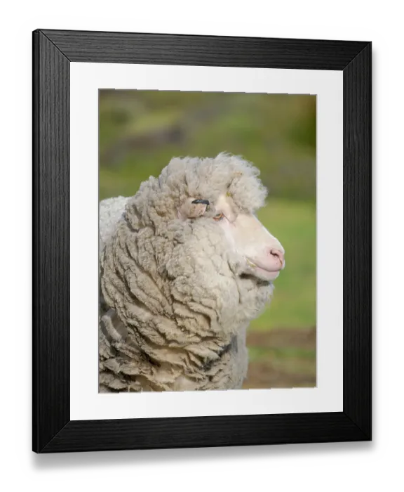 Framed Print : Merino sheep. Sheep farming is still of great economic importance to the Falkland Islands, Volunteer Point, summer Framed Print : Merino sheep. Sheep farming is still of great economic importance to the Falkland Islands, Volunteer Point, summer