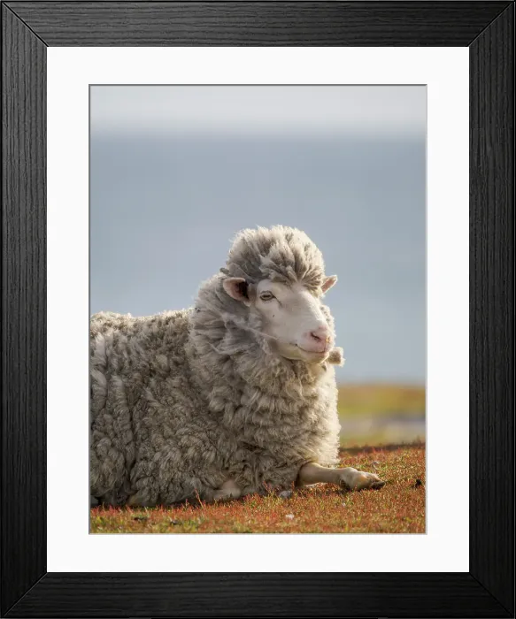 Framed Print : Merino sheep. Sheep farming is still of great economic importance to the Falkland Islands, Volunteer Point, summer Framed Print : Merino sheep. Sheep farming is still of great economic importance to the Falkland Islands, Volunteer Point, summer