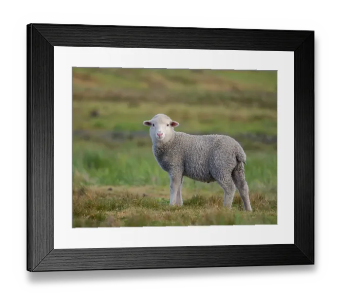 Framed Print : Merino sheep. Sheep farming is still of great economic importance to the Falkland Islands, Volunteer Point, summer Framed Print : Merino sheep. Sheep farming is still of great economic importance to the Falkland Islands, Volunteer Point, summer