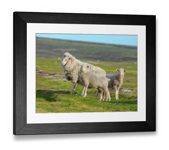 Framed Print : Merino sheep. Sheep farming is still of great economic importance to the Falkland Islands, Volunteer Point, summer