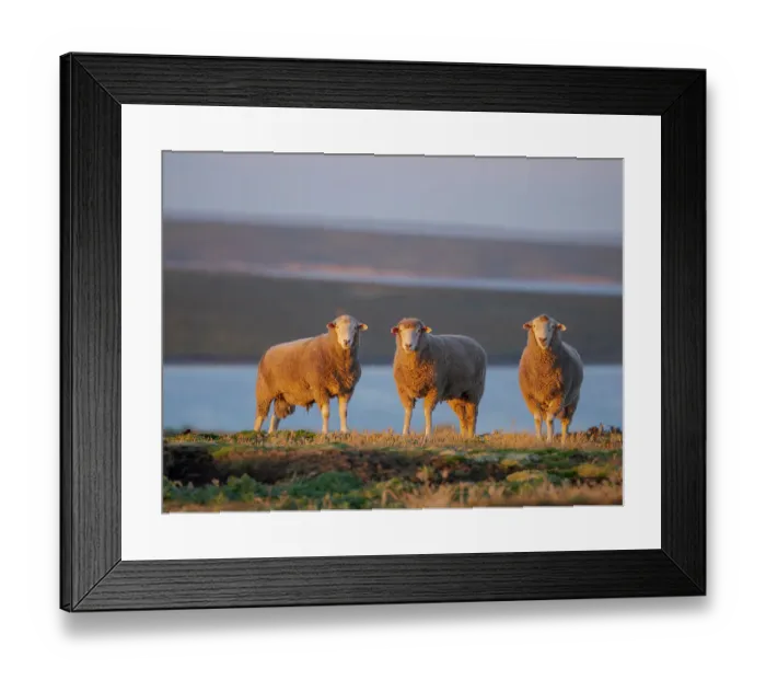 Framed Print : Sheep (ram). Sheep farming is still of great economic importance to the Falkland Islands, Bleaker Island, summer
