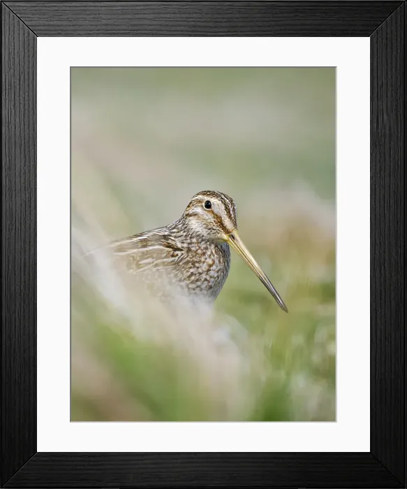 Framed Print : Magellanic Snipe. Sea Lion Island, spring Framed Print : Magellanic Snipe. Sea Lion Island, spring