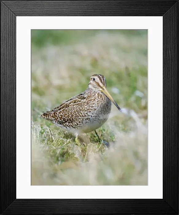 Framed Print : Magellanic Snipe. Sea Lion Island, spring Framed Print : Magellanic Snipe. Sea Lion Island, spring