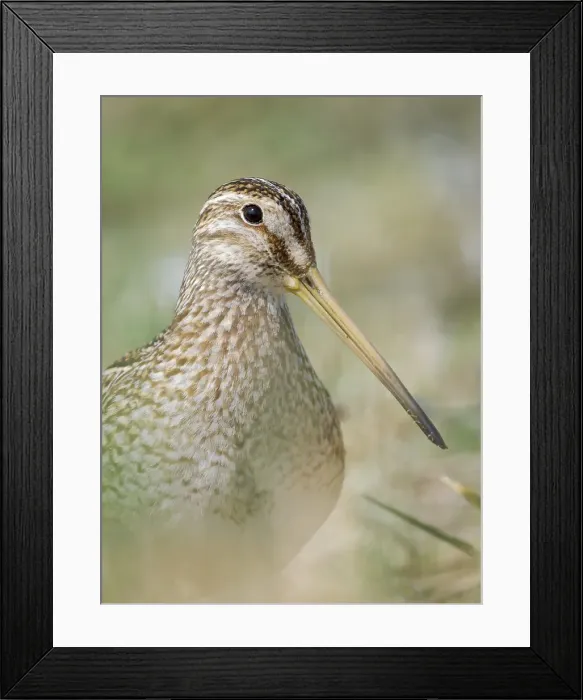Framed Print : Magellanic Snipe. Sea Lion Island, spring Framed Print : Magellanic Snipe. Sea Lion Island, spring