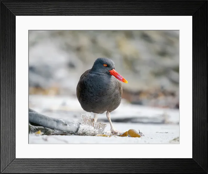 Framed Print : Blackish oystercatcher at the coast of Sea Lion Island, South America, Falkland Islands, spring Framed Print : Blackish oystercatcher at the coast of Sea Lion Island, South America, Falkland Islands, spring