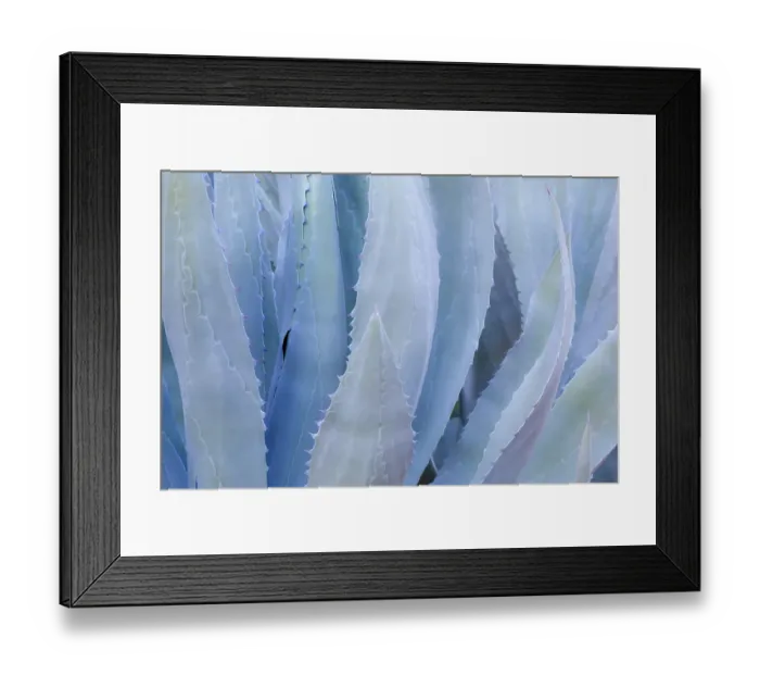 Framed Print : Mexico, Tecate, Rancho La Puerta. Close-up of agave leaves. ©Don Paulson / Jaynes Gallery / DanitaDelimont.com Framed Print : Mexico, Tecate, Rancho La Puerta. Close-up of agave leaves. ©Don Paulson / Jaynes Gallery / DanitaDelimont.com