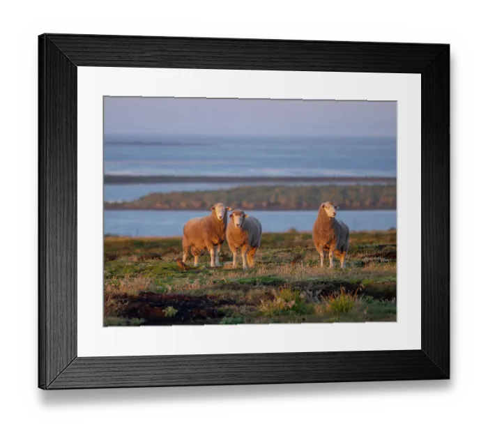 Framed Print : Sheep (ram). Sheep farming is still of great economic importance to the Falkland Islands, Bleaker Island, summer Framed Print : Sheep (ram). Sheep farming is still of great economic importance to the Falkland Islands, Bleaker Island, summer