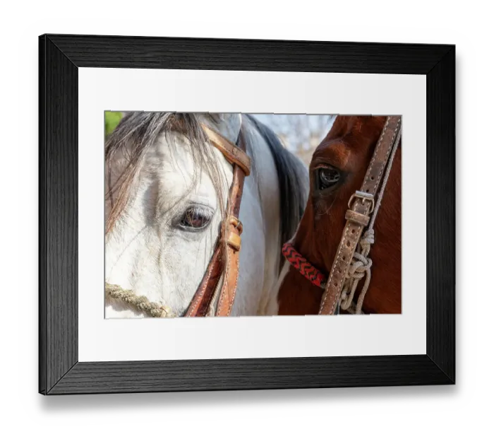 Framed Print : Horses. San Miguel de Allende, Mexico