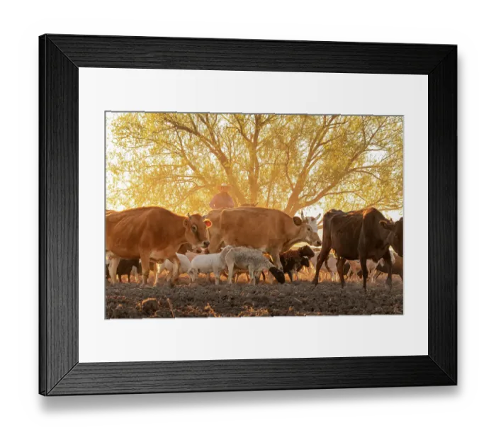 Framed Print : Cows and other livestock being driven home at sunset. San Miguel de Allende, Mexico. (Editorial Use Only) Framed Print : Cows and other livestock being driven home at sunset. San Miguel de Allende, Mexico. (Editorial Use Only)
